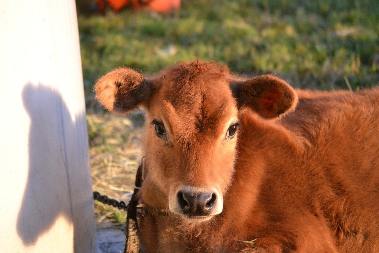 cow-3727272_1280